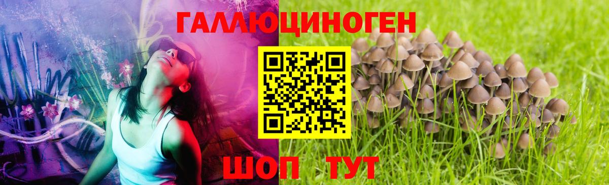 Псилоцибиновые грибы GOLDEN TEACHER Чернушка